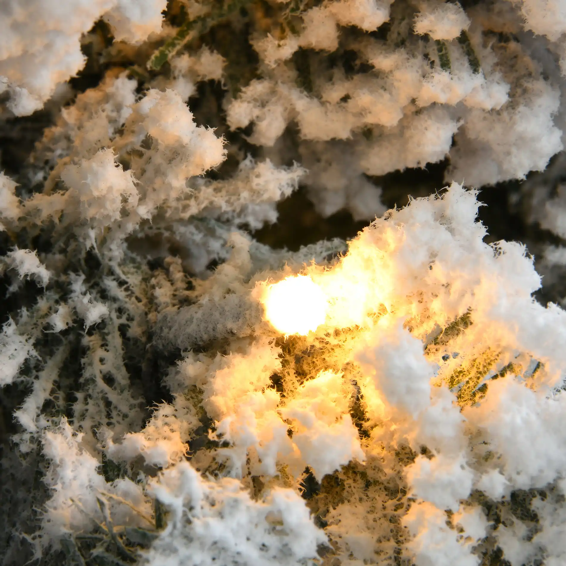 Warna - Albero di Natale innevato con luci a led incluse H 180 cm - Image 3